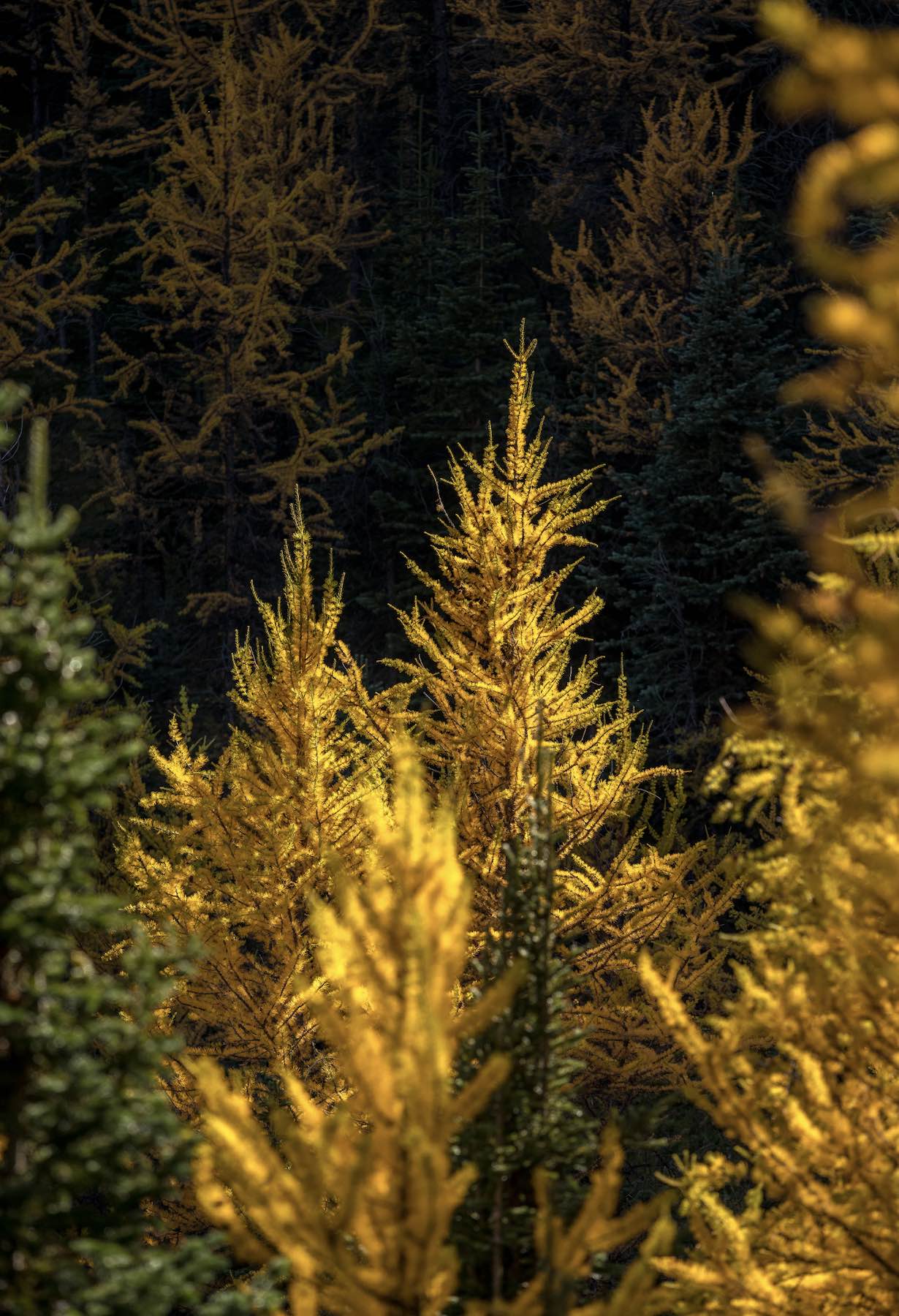 Discover Larches